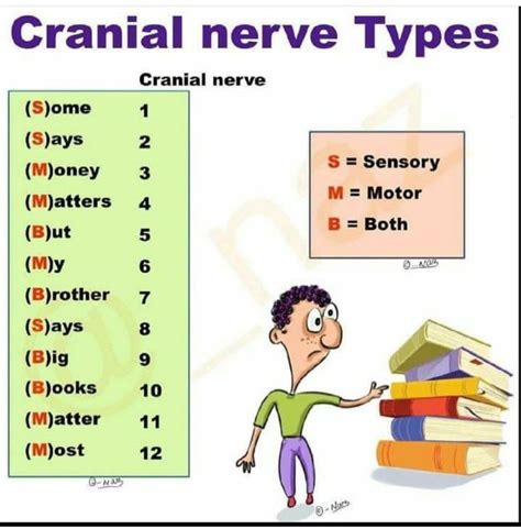 12 Cranial Nerves Mnemonic Ecclesarcheryclubuk