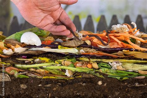 Male hand carefully releasing earthworms (lumbricus terrestris) on a ...