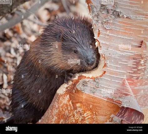 Top 97 Pictures Do Beavers Eat Wood Or Just Chew It Stunning