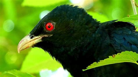 Asian Koel Ki Boli Koel Bird Singinging Sound Cuckoo Bird Song