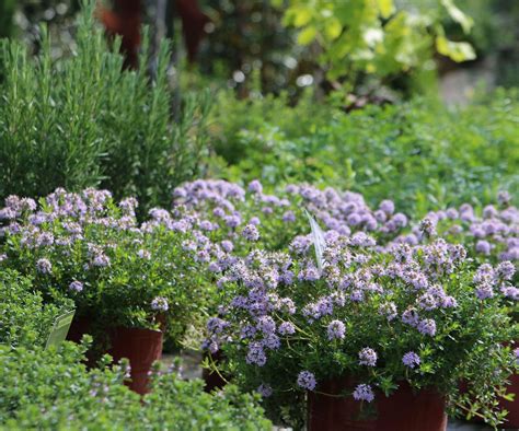 Best drought-tolerant shrubs: 12 hardy choices | Homes & Gardens