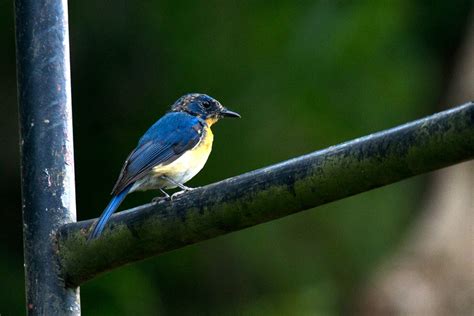 Mengenal Burung Tledekan Gunung Tips Petani