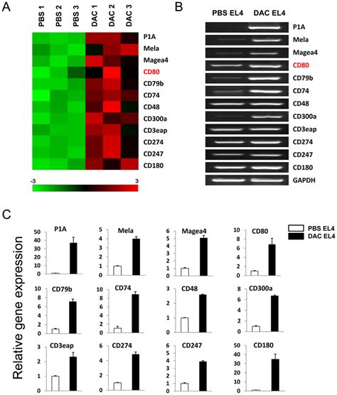 Up Regulated Gene Expression In Dac Treated El Cells The Mouse