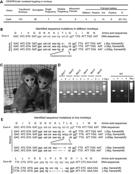 Generation Of Live Monkeys Carrying Mutations In The Dmd Gene A