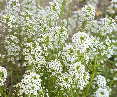 La Respiración Del Bebé Flores Foto Gratis En Pixabay