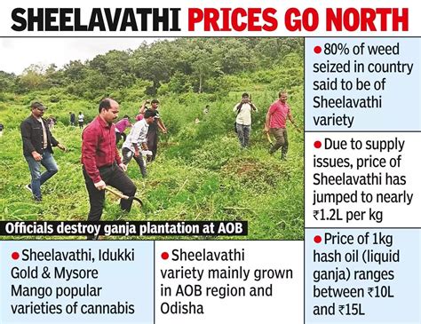 Pot Of Gold Black Market Price Of Sheelavathi Goes For Rs 12lkg