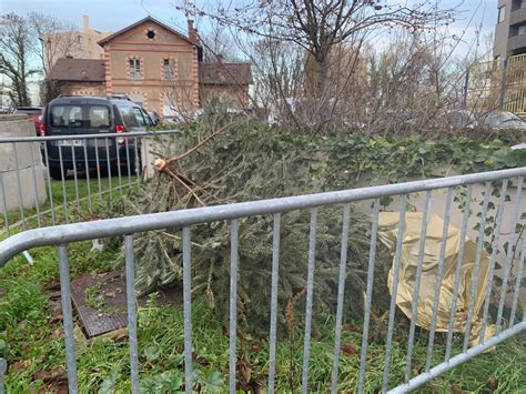 Ville De Poissy On Twitter Sapins Ecoresponsable La Ville De