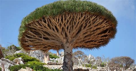 15 Astounding Facts About Trees