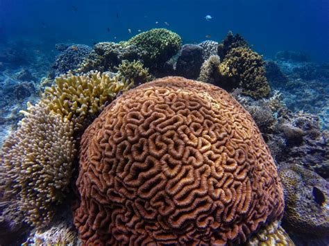 Coral Reefs And Climate Change • Florida Wildlife Federation