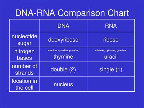 Dna Vs Rna Table