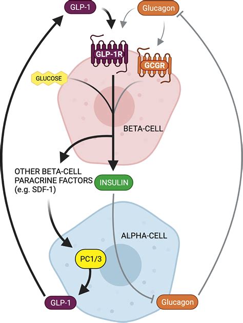 Pancreas Alpha And Beta Cells