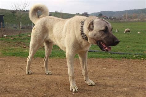 İlgili Resim Kangal Köpeği Köpek Türleri Ve Hayvan