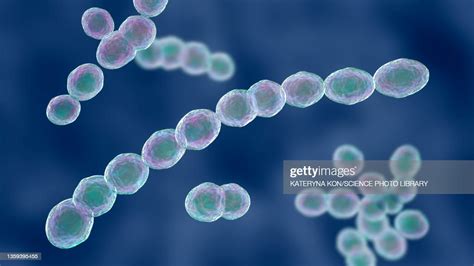 Leuconostoc Bacteria Illustration High-Res Vector Graphic - Getty Images