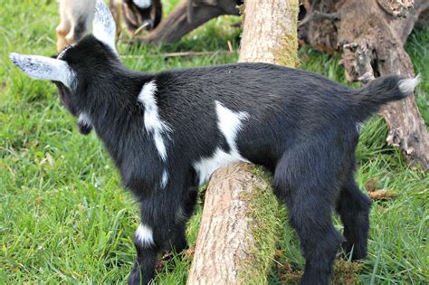 Baby Goat Pictures – On The Banks of Salt Creek