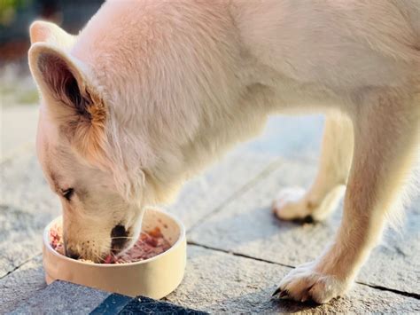 Schönes Fell für Ihren Hund Tipps für gesundes Hundehaar hund info