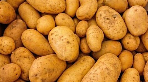 What Are The Best Potato Varieties For Blight Resistance Simplify Gardening