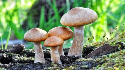 Fungi Jamur Pengertian Ciri Ciri Klasifikasi Dan Manfaat