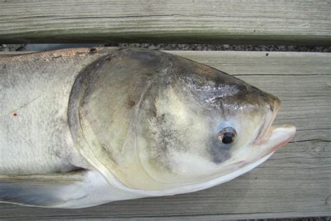 Bighead Carp Asian Carp Canada