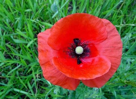 Papavero Rosso Fiori Di Campo Caratteristiche Papavero Rosso