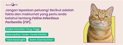 Yang Anda Perlu Tahu Mengenai Fip Kucing Basmi Fip Malaysia