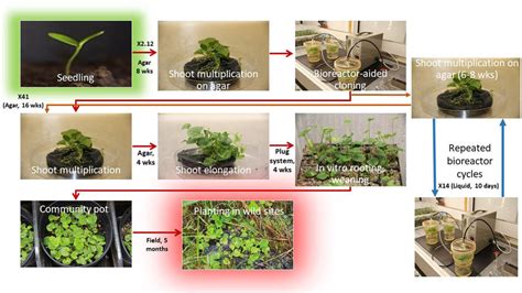 Flow Chart Explaining Stages From Seedling Production Highlighted In