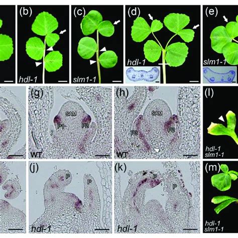 Pdf Headless Regulates Auxin Response And Compound Leaf Morphogenesis