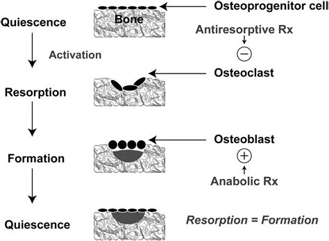 osteoporosis  therapeutic update  journal  nurse practitioners