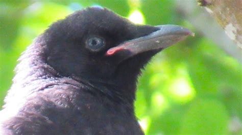 Fledgling Crow