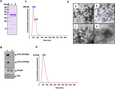 Sds Page Immunoblot Analyses Nanoparticle Tracking Analysis And