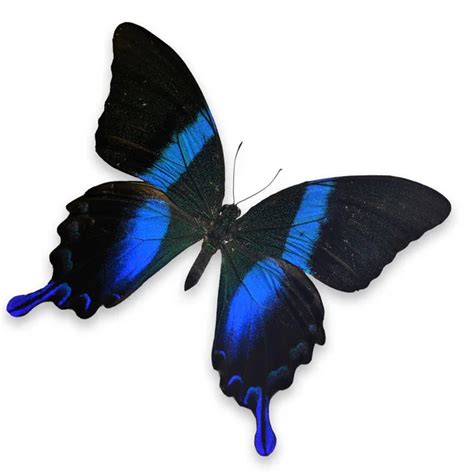 Morpho wingspan Stock Photos, Royalty Free Morpho wingspan Images ...