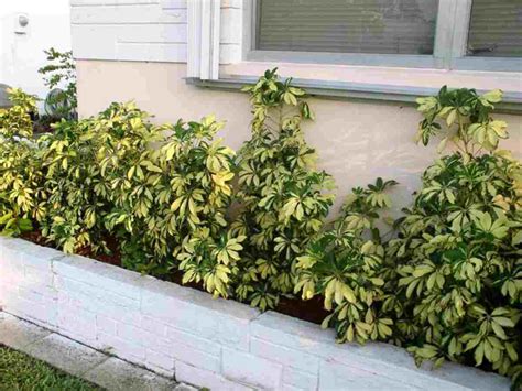 10 Piante Sempreverdi Da Balcone Da Mettere In Vaso