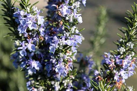 Rosmarinus officinalis 'Prostratus' - KRUIPROZEMARIJN | Willaert ...