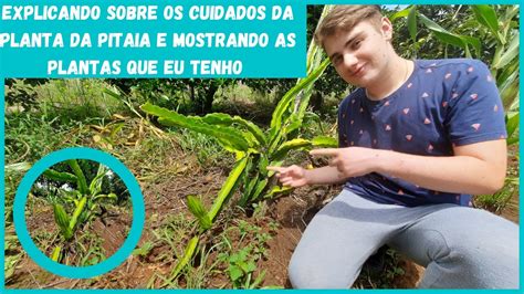 Explicando Sobre Os Cuidados Da Planta Da Pitaia E Mostrando As Plantas