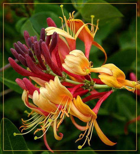 flowers for flower lovers.: Honeysuckle- flowers pictures.