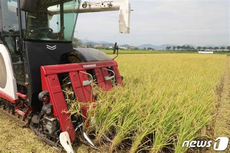 올해 쌀 370만톤 생산 전망전년比 16 감소 수요량과 근접 네이트 뉴스