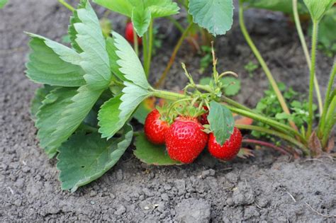 Jakie szkodniki najczęściej występują na plantacjach truskawek