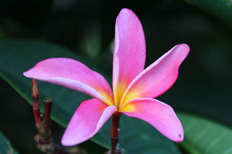 Flowers Of The Cook Islands Travels With Peter Kerry