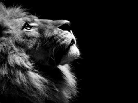 🔥 [90+] Black Lion HD Wallpapers | WallpaperSafari