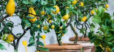 Cuidados Para Cultivar Un Limonero En Una Maceta ¡no Te Los Pierdas