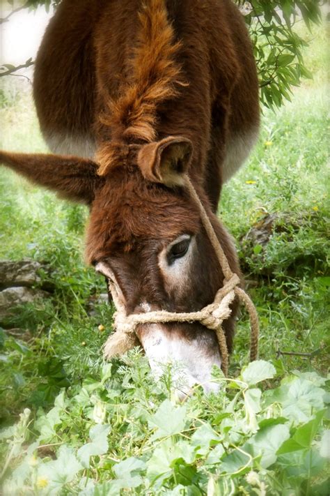 79 best images about American Mammoth Donkey on Pinterest | Donkeys, Studs and Riding.