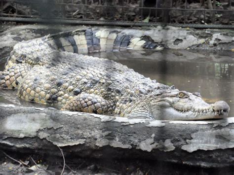 Crocodylus Mindorensis Philippine Crocodile In Malabon Zoo