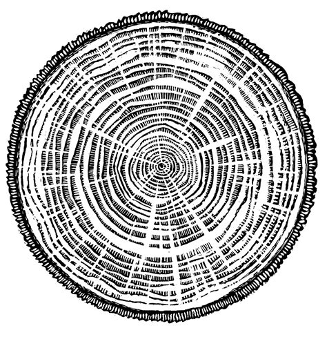 Labeled Cross Section Of A Tree