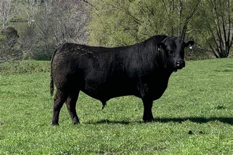 Sire Profiles Turihaua Angus