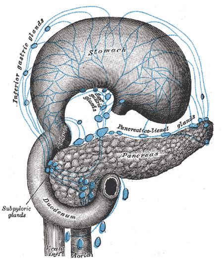 [figure Lymphatics And Drainage Of The ] Statpearls Ncbi Bookshelf