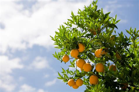 Rvores Frut Feras Qual Esp Cie Cultivar Em Casa E Os Seus Benef Cios