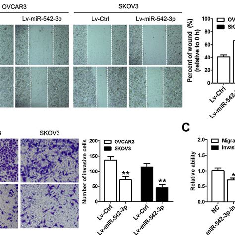 Mir P Suppresses Ovarian Cancer Cell Migration And Invasion In