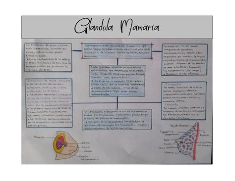 Glandula Mamaria Resumen Histologico Histologia Studocu