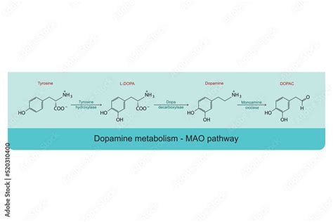 Obraz Dopamine Metabolism MAO Monoamine Oxidase Pathway