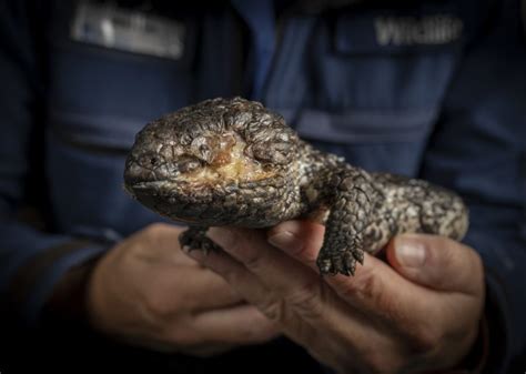 shingleback lizard Archives - Australian Geographic