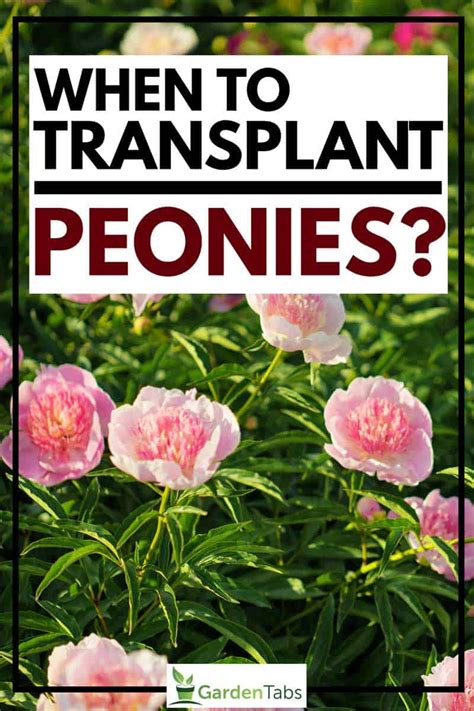 When To Transplant Peonies Gardentabs